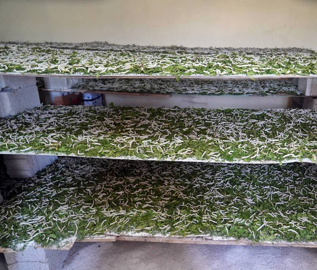 Yeni bir gelir kapısı: 50 günde binlerce lira kazanma fırsatı! Devletten alım garantisi var 2